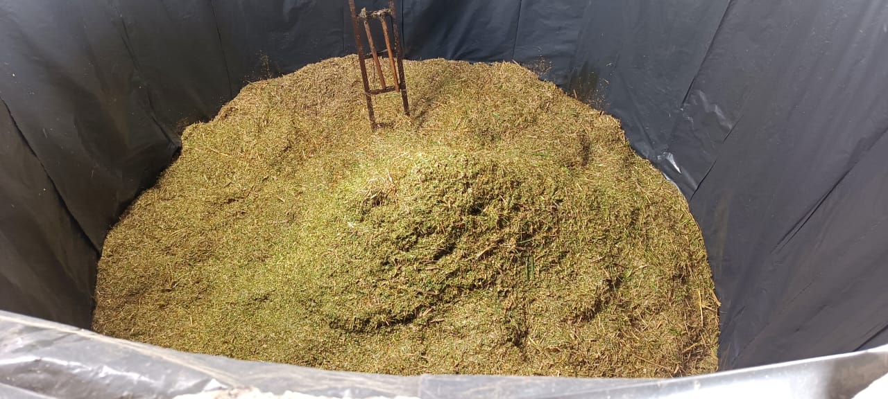 Silage Processing for Enhanced Feeds Security